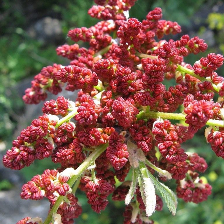Pistacia Vera pistacia-vera