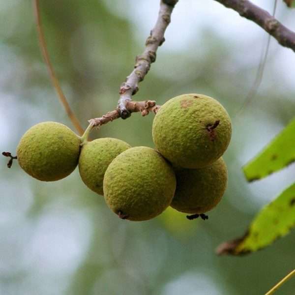 черный орех, американский орех, черный грецкий орех, черный орех купить, черный орех отзывы, черный орех применение, лист черного ореха, черный орех от паразитов, black walnut, юглон черный орех, черный орех свойства, дерево черный орех, черный орех польза, черный орех цена, черный орех растение, северный орех, американский черный орех, Juglans nigra, саженцы черного ореха, североамериканский орех