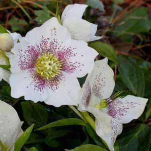 МОРОЗНИК КАВКАЗСКИЙ (лат. Helleborus caucasicus) морозник, морозник кавказский, цветок морозник, морозник купить, морозник фото, зимовник купить, морозник применение, морозник описание, морозник уход, трава морозник, посадка морозника, морозник цена, морозник семена