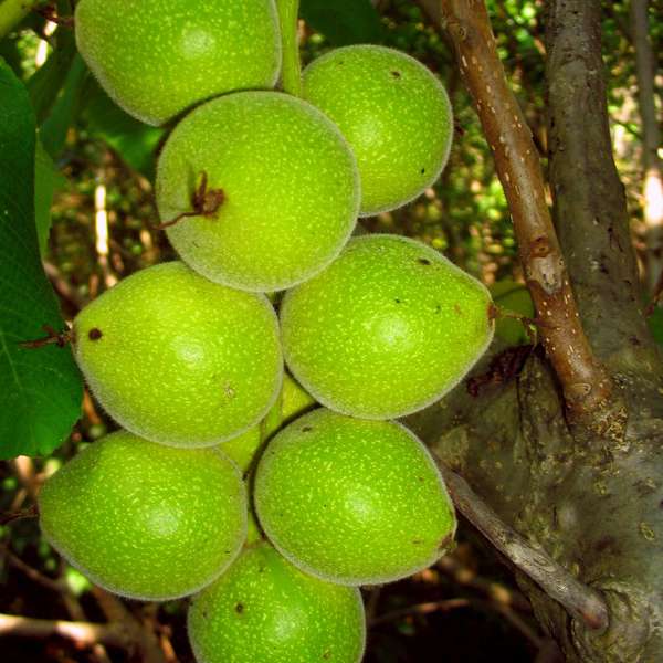 Орех сердцевидный (лат. Juglans ailanthifolia var. cordiformis) орех сердцевидный, орех зибольда, орех айлантолистный, японский орех