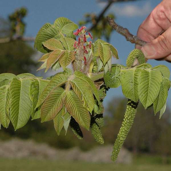 Орех сердцевидный (лат. Juglans ailanthifolia var. cordiformis) орех сердцевидный, орех зибольда, орех айлантолистный, японский орех