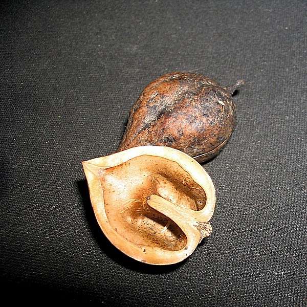 Орех сердцевидный (лат. Juglans ailanthifolia var. cordiformis) орех сердцевидный, орех зибольда, орех айлантолистный, японский орех
