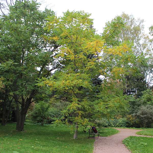 Орех сердцевидный (лат. Juglans ailanthifolia var. cordiformis) орех сердцевидный, орех зибольда, орех айлантолистный, японский орех