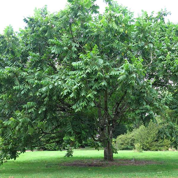 Орех сердцевидный (лат. Juglans ailanthifolia var. cordiformis) орех сердцевидный, орех зибольда, орех айлантолистный, японский орех