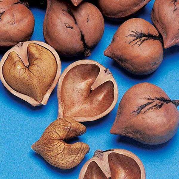 Орех сердцевидный (лат. Juglans ailanthifolia var. cordiformis) орех сердцевидный, орех зибольда, орех айлантолистный, японский орех