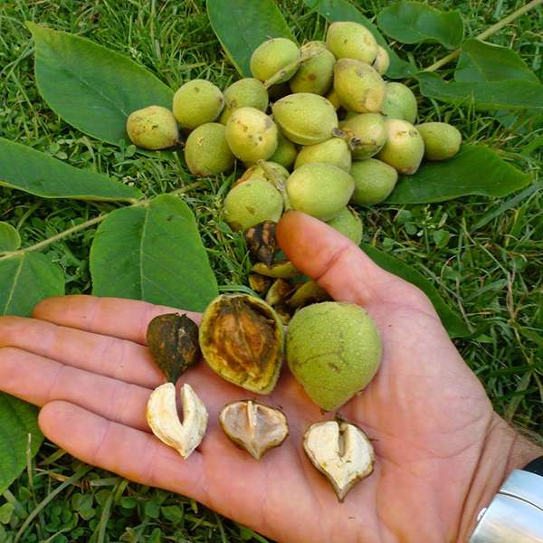 Орех сердцевидный (лат. Juglans ailanthifolia var. cordiformis) орех сердцевидный, орех зибольда, орех айлантолистный, японский орех