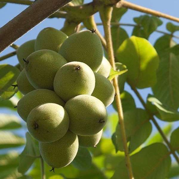 Орех сердцевидный (лат. Juglans ailanthifolia var. cordiformis) орех сердцевидный, орех зибольда, орех айлантолистный, японский орех