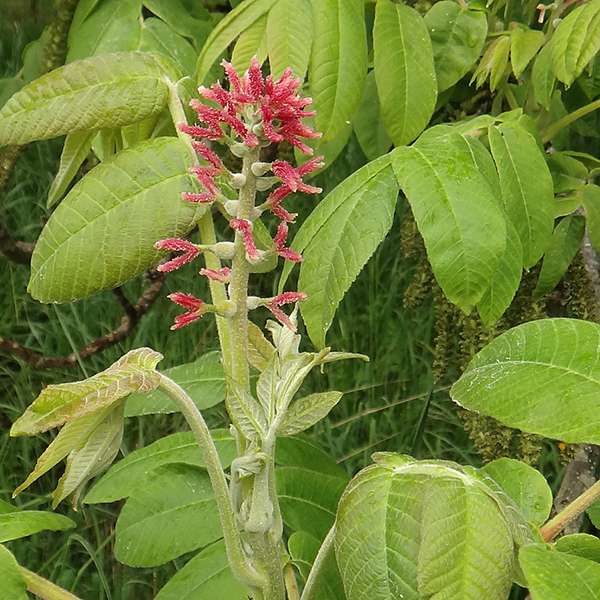 Орех сердцевидный (лат. Juglans ailanthifolia var. cordiformis) орех сердцевидный, орех зибольда, орех айлантолистный, японский орех